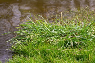 taze yeşil büyüme bir su, Bahar sel sahne lahanası.