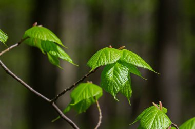 Baharda taze Carpinus Betulus yaprakları. Genel korna ışını.