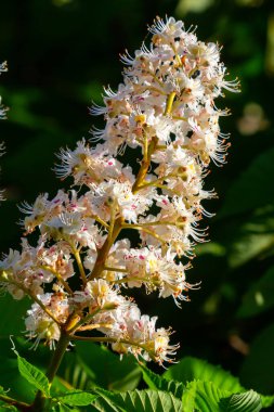 Aesculus hipocastanum büyük bir ağaçtır. Cilt yüzeyi arılar ve böcekler için bir nektar kaynağıdır ve geleneksel tıpta bir malzeme olarak kullanılır..