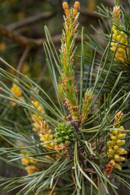 Pinus çam ağacının ovoid ve portakal filizlerinin seçici odak noktası ve bulanık arka planı olan yeşil iğneler..
