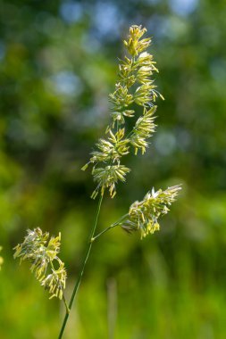 Plant Dactylis against green grass. In the meadow blooms valuable fodder grass Dactylis glomerata.Dactylis glomerata, also known as cock's foot, orchard grass, or cat grass. clipart