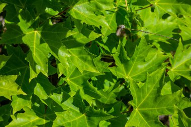 Acer platanoides, Norveç akçaağaç, koyu arkaplanda güneş ışığında yeni yapraklar. Seçici odaklı ve alanın sığ derinliğine sahip resim.