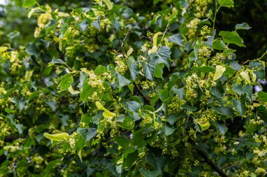 Linden, ıhlamur çiçeği Yazın ağaçta yeşil yapraklarla.