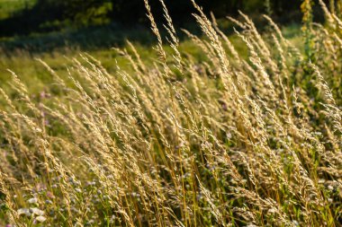 Poa trivialis rough bluegrass, rough-stalked meadow-grass or rough meadow-grass, is perennial plant regarded in US as ornamental plant. It is part of grass family. clipart