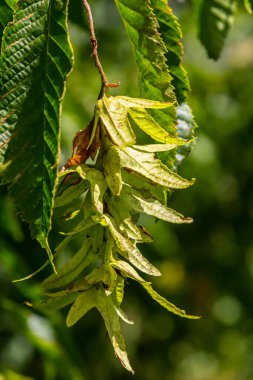 Boynuz demeti Carpinus Betulus 'un dalları sonbaharda sarkan infloresans ve yapraklar, seçilmiş odak, alanın dar derinliği, bulanık arkaplanda kopyalama alanı.