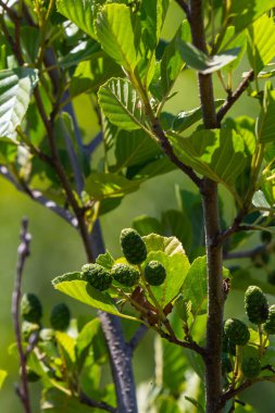 Yeşil ve kahverengi alder konileri, alder catkins ve yeşil yapraklar.