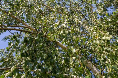 Yaz arkaplanı bir huş dalı ve güneş tarafından aydınlatılmış küpeler. Sarkık küpeli yeşil huş ağacı yaprakları.