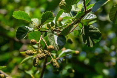 Yeşil ve kahverengi alder konileri, alder catkins ve yeşil yapraklar.