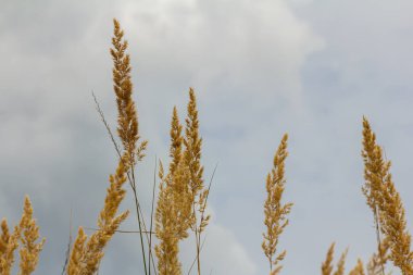 Çayırdaki küçük kamışlı Calamagrostis epigejos 'un enfeksiyonu..