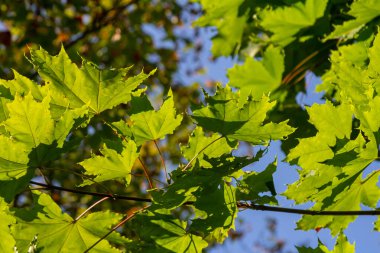 Acer platanoides, Norveç akçaağaç, koyu arkaplanda güneş ışığında yeni yapraklar. Seçici odaklı ve alanın sığ derinliğine sahip resim.