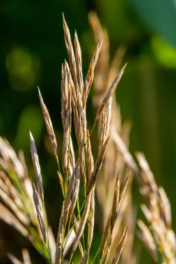 Bromegrass seed heads with blurry background. Bromus is a large genus of grasses, classified as Bromeae. They are commonly known as bromes, brome grasses, cheat grasses or chess grasses. clipart