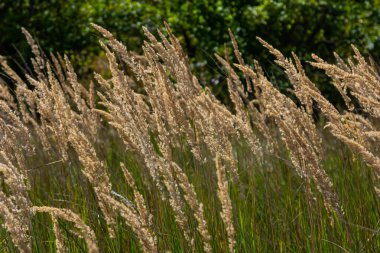 Çayırdaki küçük kamışlı Calamagrostis epigejos 'un enfeksiyonu..