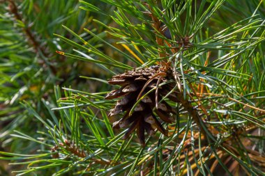 Doğal ortamda kozalaklı Pinus Sylvestris dalı.