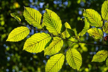 Ulmus pumila kertenkele yaprakları seçici odak noktası, Avrupa boynuz ışını veya karpinus betulus bahçede, yoğun bir çit oluşturan küçük yapraklı bitki, güneş ışığı ile yeşil yaprak deseni, doğa arka planı.