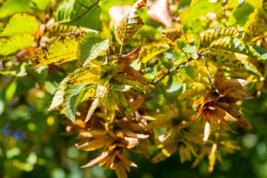 Boynuz demeti Carpinus Betulus 'un dalları sonbaharda sarkan infloresans ve yapraklar, seçilmiş odak, alanın dar derinliği, bulanık arkaplanda kopyalama alanı.