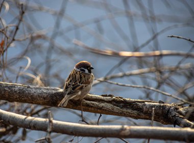 Küçük bir serçe, çıplak dallarla çevrili bir dala sessizce oturur. Yumuşak bir akşam ışığı, arka plandaki sakin sudan yansımaktadır..