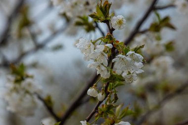 Mavi gökyüzünün altındaki ağaçta kiraz çiçeklerinin güzel dallarının seçici odak noktası, ilkbahar mevsiminde Sakura çiçekleri, çiçek desenleri, doğa arka planı..