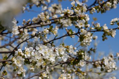 Mavi gökyüzünün altındaki ağaçta kiraz çiçeklerinin güzel dallarının seçici odak noktası, ilkbahar mevsiminde Sakura çiçekleri, çiçek desenleri, doğa arka planı..