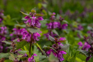 Deaf nettle blooming in a forest, Lamium purpureum. Spring purple flowers with leaves close up.