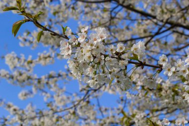 Mavi gökyüzünün altındaki ağaçta kiraz çiçeklerinin güzel dallarının seçici odak noktası, ilkbahar mevsiminde Sakura çiçekleri, çiçek desenleri, doğa arka planı..