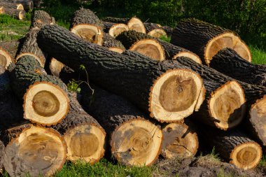 Sağlam kütükler parlak güneş ışığı altında bir ormanda istiflenir. Ağaç kabuğu sert ve kahverengidir. Yeni kesilmiş uçlar ise açık renkli ahşabı ortaya çıkarır..