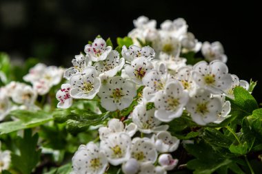 Close-up of a branch of midland hawthorn or crataegus laevigata with a blurred background photographed in the garden of herbs and medicinal plants. clipart