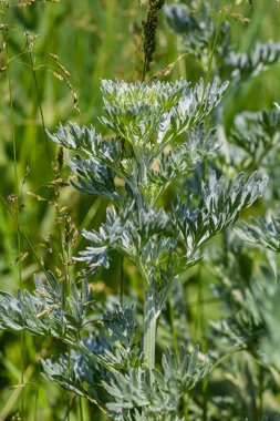 Gümüş yeşili Wormwood arka planda kalır. Artemisia Absinthium, bitkisel mutfak bahçesindeki pelin otu bitkisi, kapat, makro.