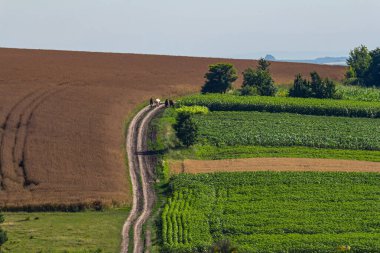 Üç binici, bereketli yeşil ekinler ve açık mavi gökyüzünün altındaki geniş arazilerle çevrili dolambaçlı toprak bir patika boyunca sakin bir şekilde sürmekten hoşlanırlar..
