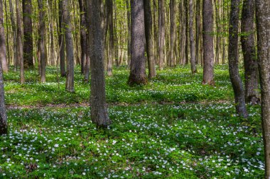 Bereketli bir orman bölgesinde çok sayıda ağaç, narin beyaz çiçeklerden oluşan bir halıyla çevrilidir. Bahar mevsimi canlı yeşil yapraklar ve sakin bir atmosfer getirir..