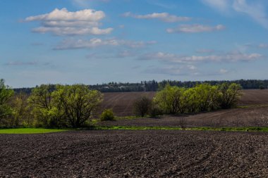 Canlı bir manzara, ılık bir ilkbahar öğleden sonrasında kabarık bulutlu açık mavi bir gökyüzünün altında, yeni sürülmüş toprağın yanında yemyeşil ağaçlar barındırır..