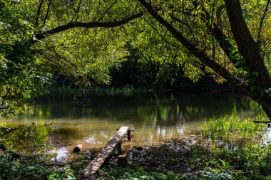 Bereketli yeşillik, güneş ışığını yansıtan sakin bir su yolunu çevrelemiş. Yumuşak sulara uzanan kırsal ahşap bir kalas, barışçıl keşif ve sükuneti davet ediyor..