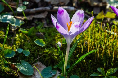 Crocus heuffelianus ya da Crocus vernus 'un dev krokusu ile kapatın. Ormanda açan mor çiçek..