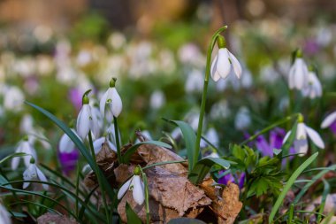 Bahçedeki kardelenler, güneş ışığı. İlkbaharda ilk güzel kar damlası. Yaygın bir kar tanesi çiçek açıyor. Bahar ormanlarında Galanthus Nivalis çiçek açar. Kardamlaları kapatın.