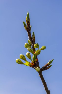 Buds prunus avium, yaygın olarak yabani kiraz, tatlı kiraz, gean veya kuş kirazı olarak bilinir. Bütçe. İlkbahar.