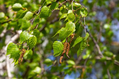 Yeşil yapraklı ve küpeli bir huş ağacı dalı. Bahar çiçekleri ve polenden kaynaklanan alerjiler.