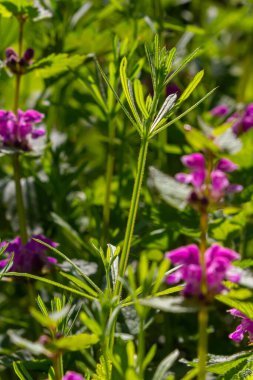 The Cleavers Galium aparine have been used in the traditional medicine for treatment of disorders of the diuretic, lymph systems and as a detoxifier. clipart