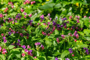 Yeşil yapraklar üzerinde canlı ve parlak pulmonarya çiçekleri yakın plan.