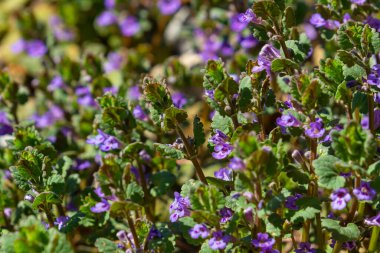 Beautiful Natural Herbal Blue Flowers Glechoma Hederacea Growing On Meadow In Springtime Close Up. clipart