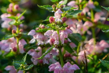 Pink flowers of spotted dead-nettle Lamium maculatum. Medicinal plants in the garden. clipart