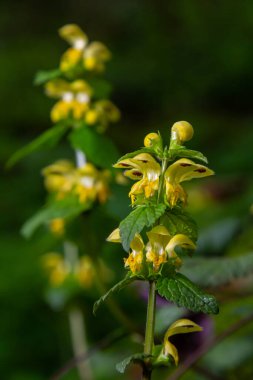 Yellow archangel plant Lamium galeobdolon with flowers and green leaves with white stripes, growing in a forest - Image clipart