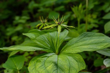 Paris kuadrifolisi çiçek açmış. Halk arasında bitki Paris ya da gerçek aşığın düğümü olarak bilinir..