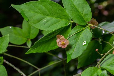 Küçük çiçekler Euonymus verrucosus veya iğ ağacı.