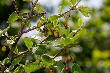 Cotoneaster procumbens. Olgun kırmızı böğürtlenli Cotoneaster çalılığı.