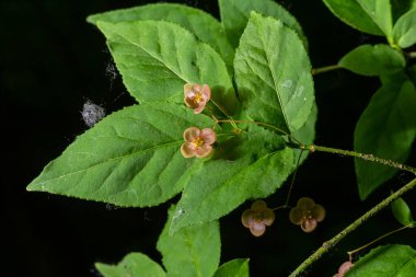 Küçük çiçekler Euonymus verrucosus veya iğ ağacı.