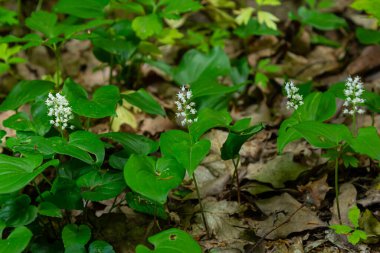 Maianthemum bifolium ya da vadideki sahte zambak veya Mayıs zambağı, genellikle yerel rizomatöz çiçekli bir bitkidir. Ormanda büyüyen.