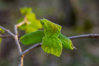 Bahar genç yaprakları ağaçların üzerinde bir bahar parkının arka planına karşı. Bahar manzarası, ilk yapraklı ağaçlar..