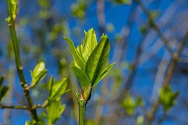 Bahar genç yaprakları ağaçların üzerinde bir bahar parkının arka planına karşı. Bahar manzarası, ilk yapraklı ağaçlar..