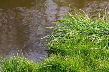 taze yeşil büyüme bir su, Bahar sel sahne lahanası.
