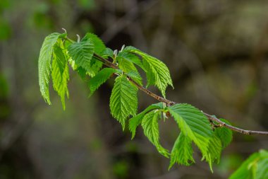 Baharda taze Carpinus Betulus yaprakları. Genel korna ışını.