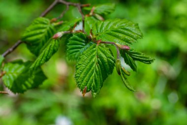 Baharda taze Carpinus Betulus yaprakları. Genel korna ışını.